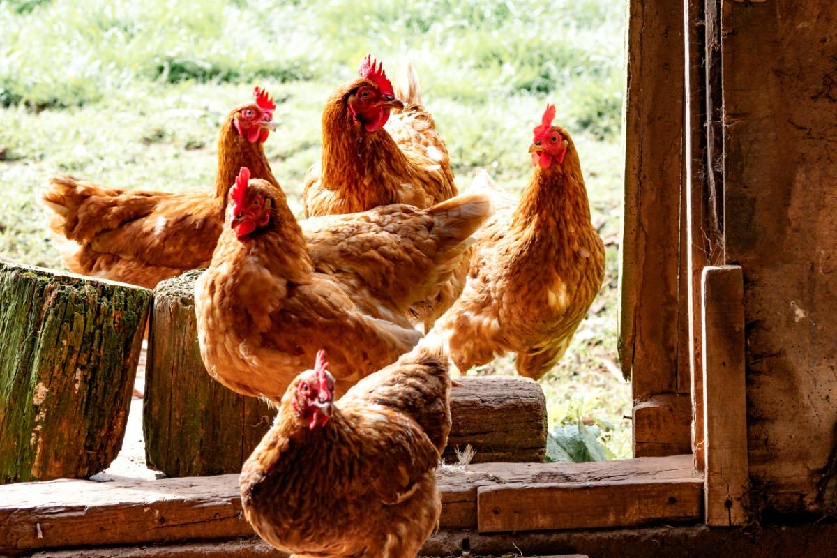 Norco Agrisolutions