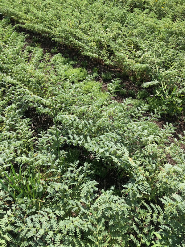 How our Agronomist developed an incredibly rare Seamer Chickpea crop