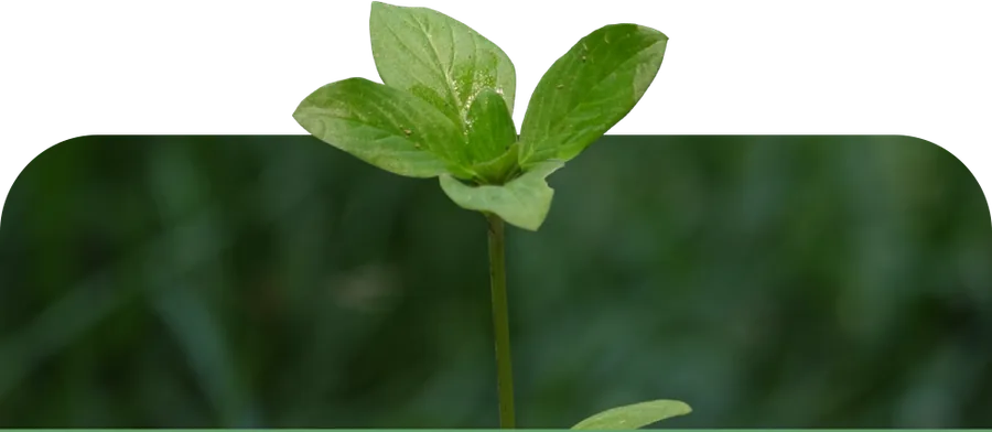 A seedling growing out of green pasture