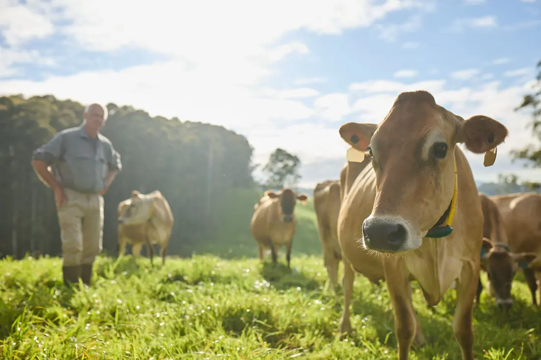 A Norco farmer standing with Jersey cows in a sunlit paddock
